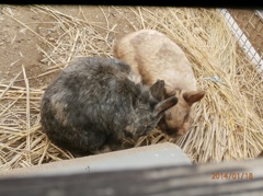 寄り添う2匹のうさぎ