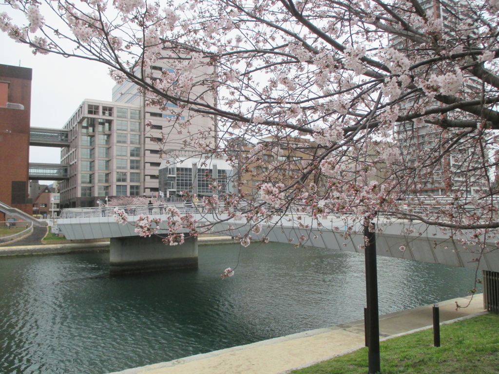 小倉城公園の桜　⑦
