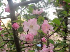 色鮮やかに咲く桜　②