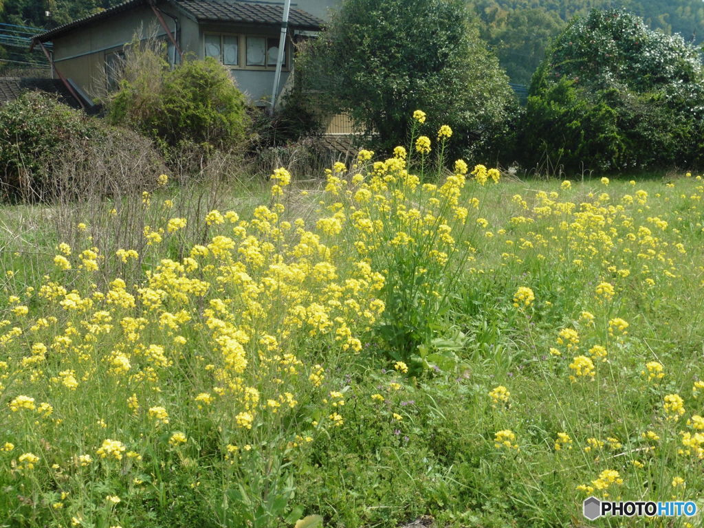 一面に咲く菜の花②