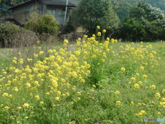 一面に咲く菜の花②