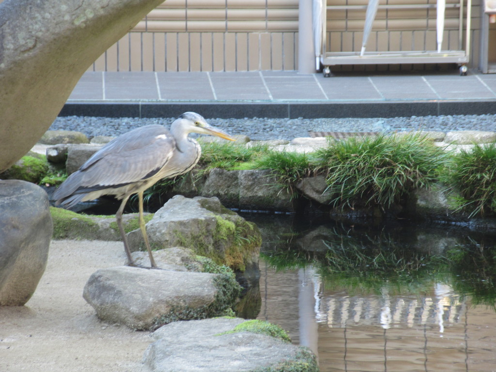 池のそばにたたずむサギ　①