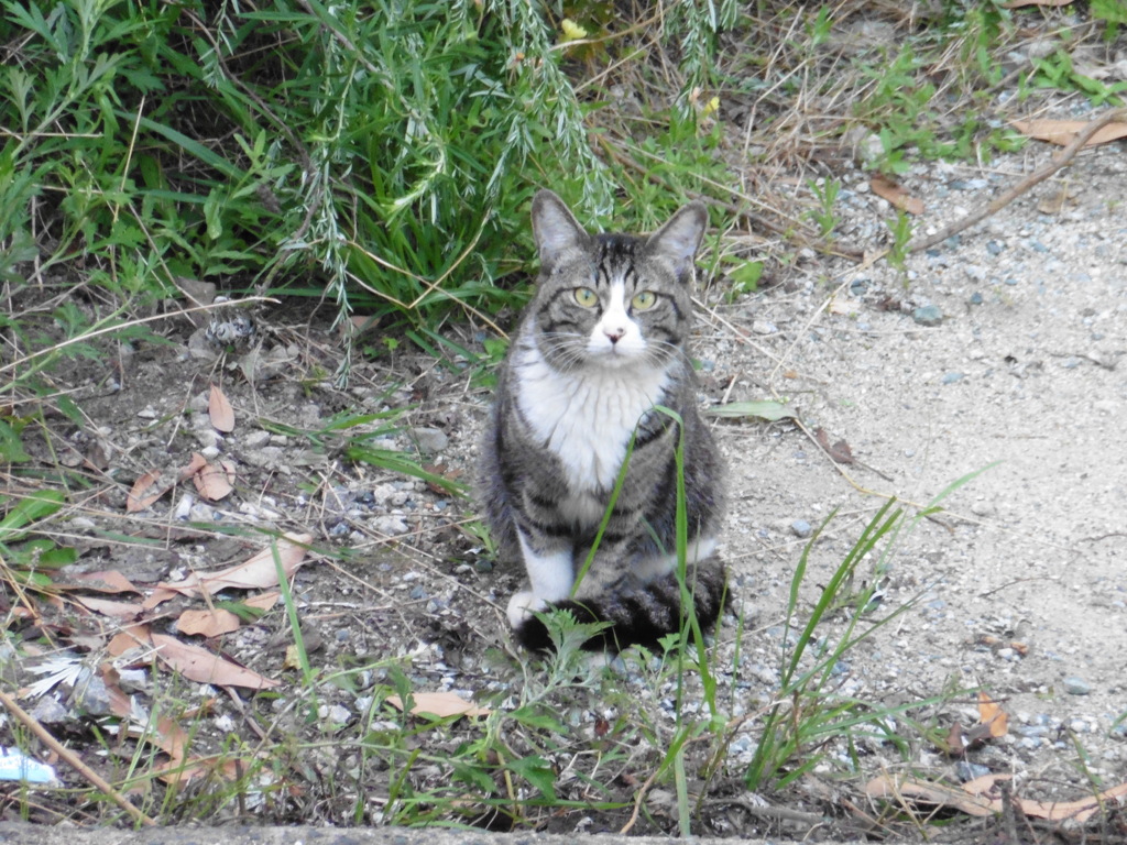 カメラ目線のネコちゃん