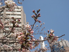 福岡市内の桜③