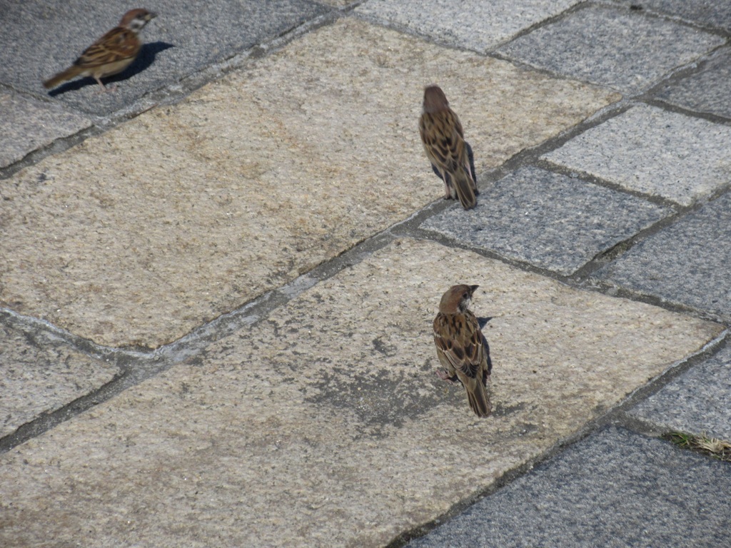 餌を探すスズメ①