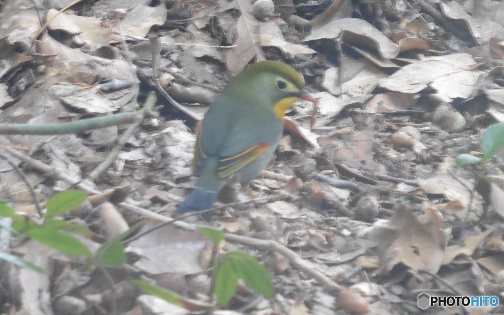 山中で見かけた鳥②