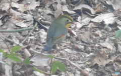 山中で見かけた鳥②