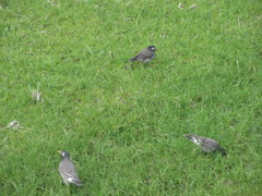 餌を探すムクドリ②