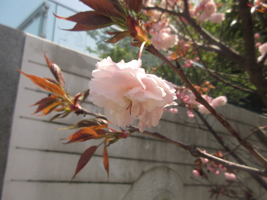 晴れた日と桜③