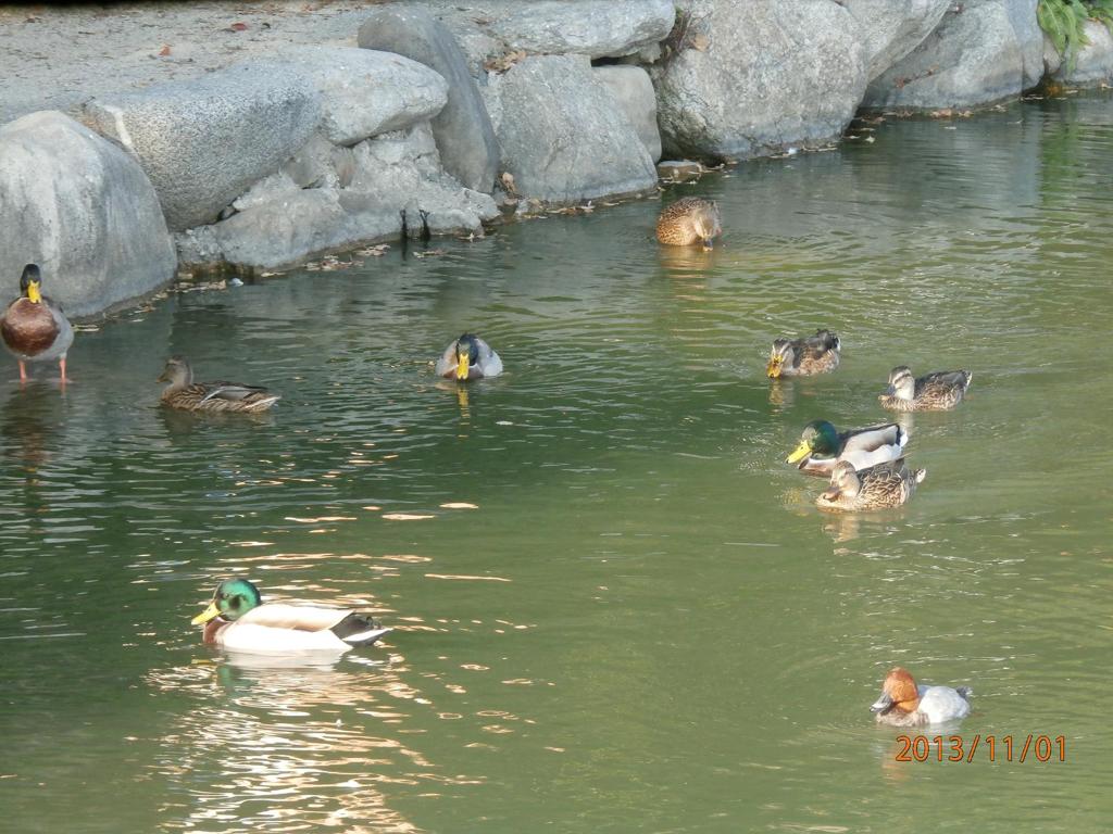 福岡市大濠公園のカモ①