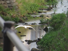 橋の上から見えるサギの飛ぶ姿