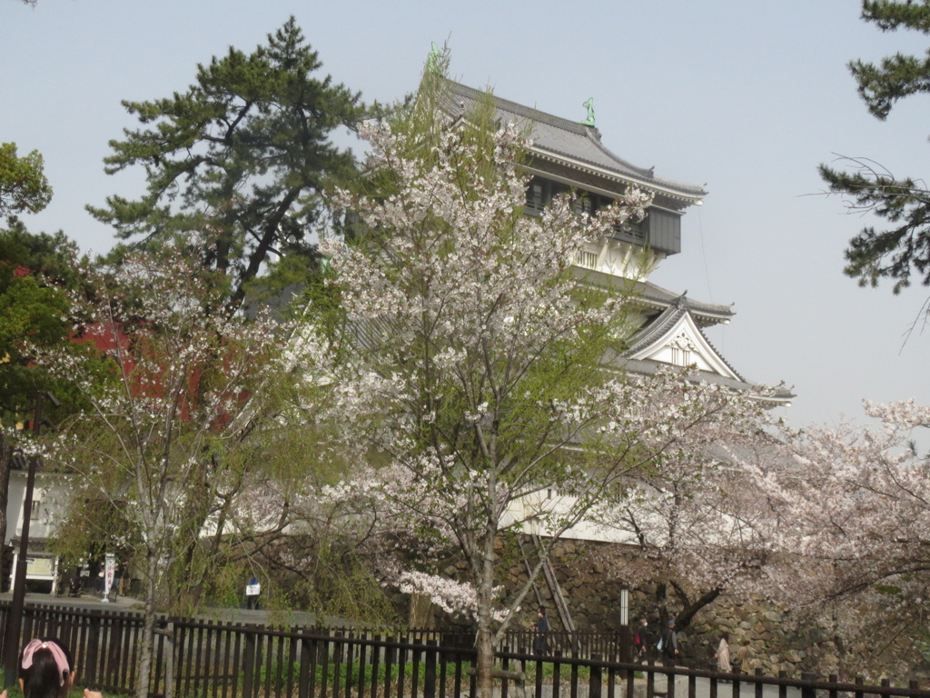 小倉城と桜　③