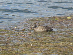 大濠公園と自然　④