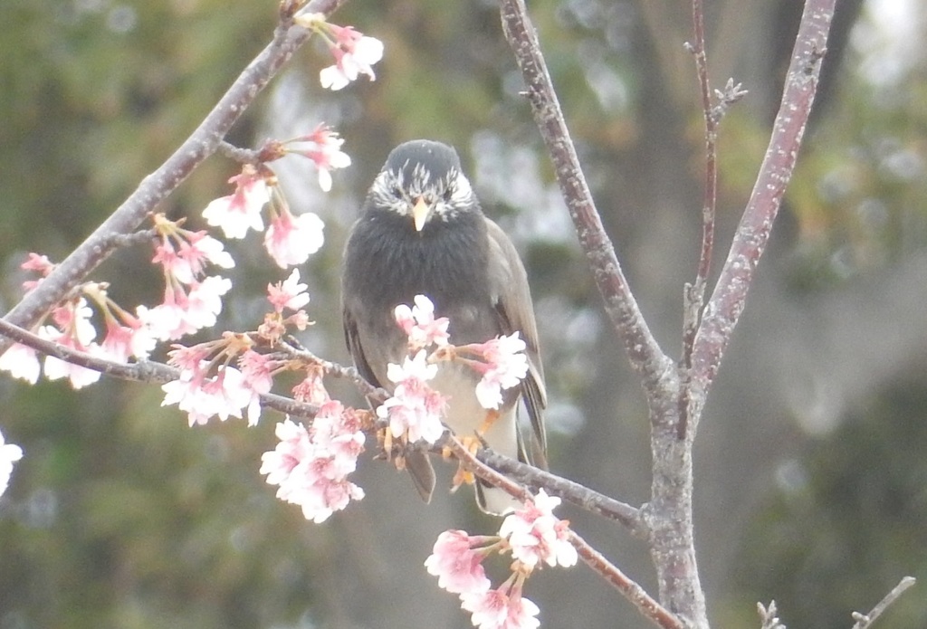 ヒヨドリと桜　④