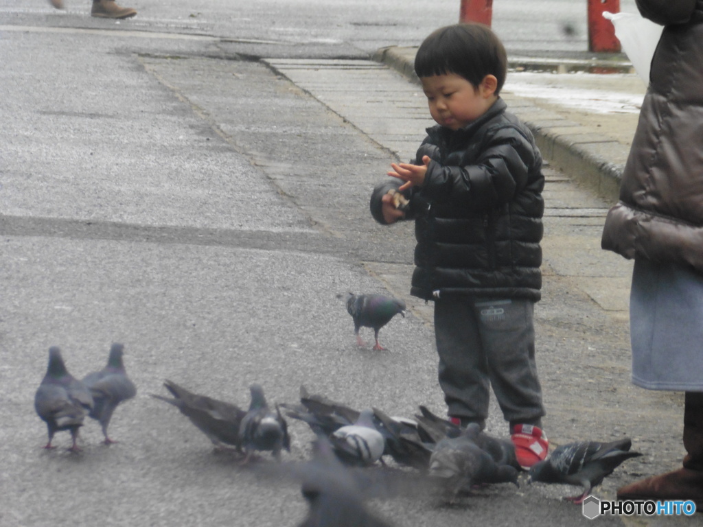 鳩に餌を与える子供さん