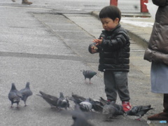 鳩に餌を与える子供さん