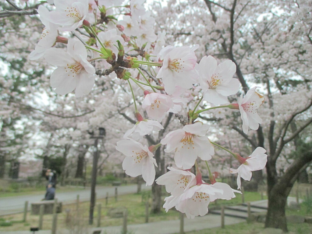 桜の開花　⑤