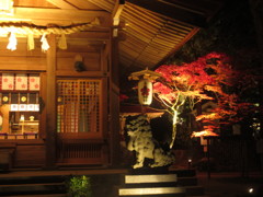 ライトアップされた神社の紅葉　③