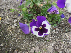 目にとまった春の花　②