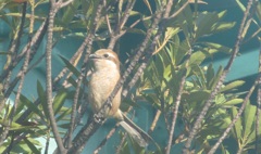 木の上のモズ④