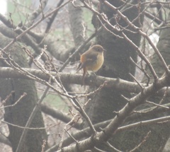 公園でとらえたジョウビタキ①