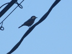 電線の上のヤマガラ　①