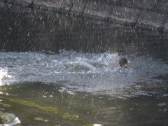 カモの水あそび②