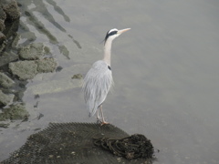 寒い中川辺にたたずむサギ