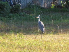 公園のサギ　①