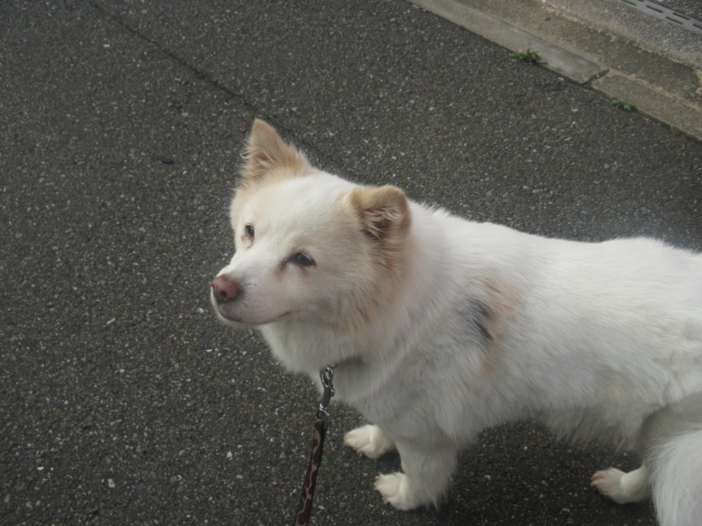 散歩中のワンちゃん