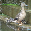カモの子供たち⑥