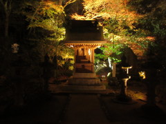 神社の紅葉とイルミネーション③