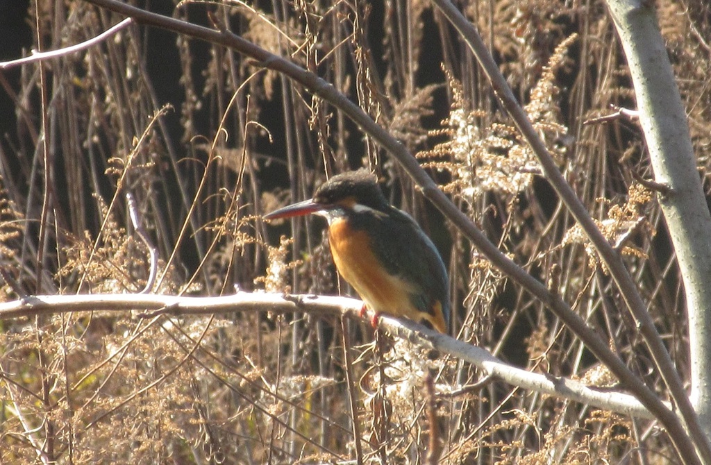 春日公園のカワセミ③