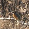 春日公園のカワセミ③