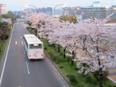 福岡空港通りの桜