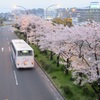 福岡空港通りの桜