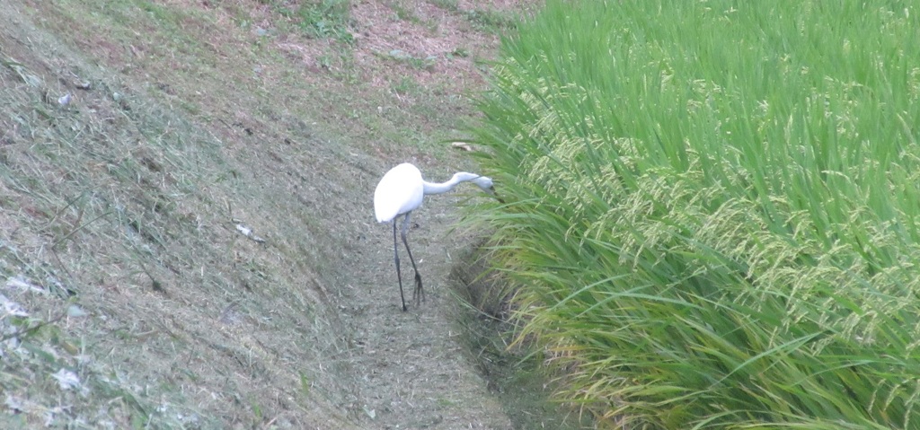 稲穂を物色してるサギ