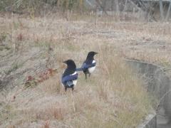 福岡県筑紫野市でのカササギ