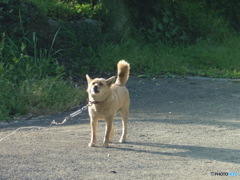 カメラに向かってほえるワンちゃん