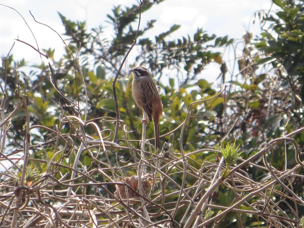 枝の上のホオジロ