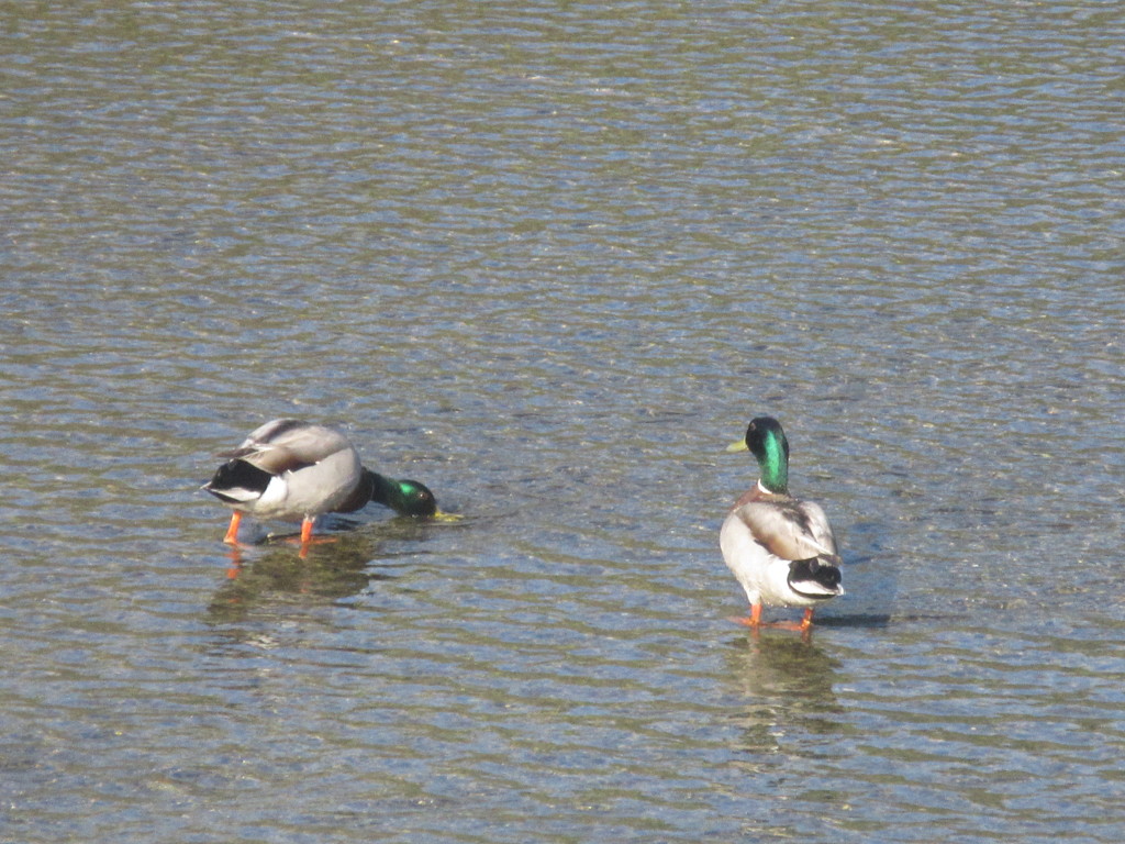 川で遊ぶカモたち①