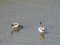 川で遊ぶカモたち①