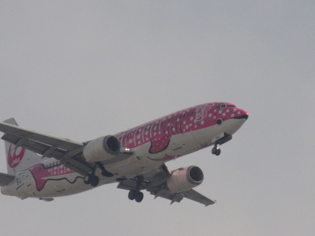 JTA　B3　ピンクジンベエの着陸