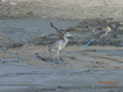 天拝公園のアオサギ②