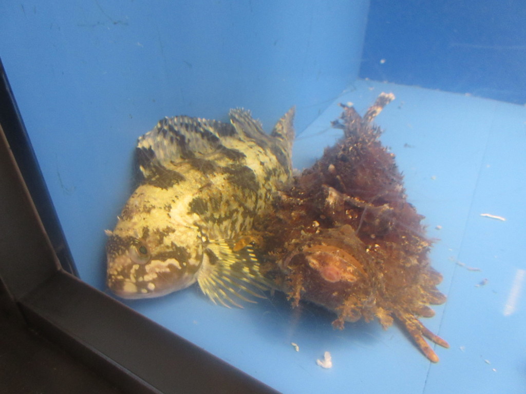 水槽の中の魚たち⑦