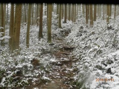 雪に覆われた登山道①