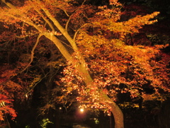 太宰府市竈戸神社の紅葉ライトアップ②