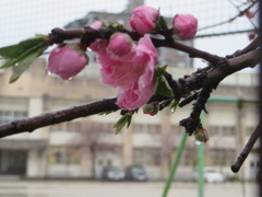 雨に濡れる桜と校庭