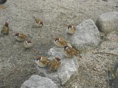 寒がってるスズメたち