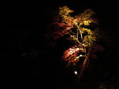 夜の紅葉①